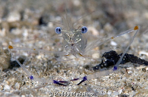 blue eyes shrimp,nikon D800e 105 macro,gangga island by Puddu Massimo 
